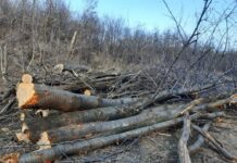 Tăieri ilegale în pădurile Gorjului. Un deceniu pentru un verdict: Tehnician silvic, condamnat cu suspendare