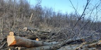 Tăieri ilegale în pădurile Gorjului. Un deceniu pentru un verdict: Tehnician silvic, condamnat cu suspendare