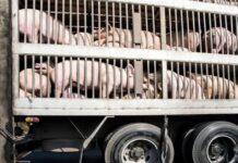 Atenție, crescători de animale! DSVSA Gorj impune măsuri urgente în zilele cu temperaturi extreme