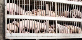 Atenție, crescători de animale! DSVSA Gorj impune măsuri urgente în zilele cu temperaturi extreme