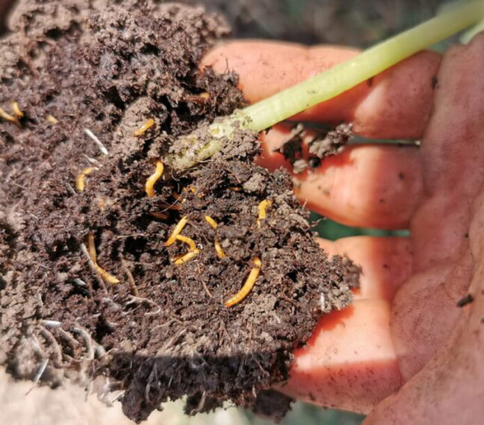Agricultura pe înțelesul tuturor – O problemă serioasă – viermii sârmă