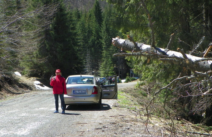 Repere estivale – Revenire în lumea Borzilor de pe Șușița Verde