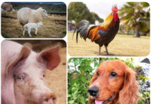 Agricultura pe înțelesul tuturor – Declarația Universală a Drepturilor Animalelor