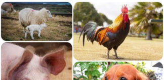 Agricultura pe înțelesul tuturor – Declarația Universală a Drepturilor Animalelor