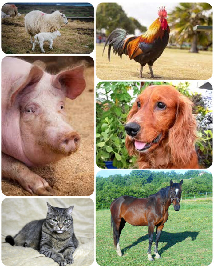 Agricultura pe înțelesul tuturor – Declarația Universală a Drepturilor Animalelor