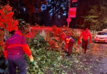 Copaci doborâți de vijelie la Târgu Jiu! Echipele Edilitara, în teren
