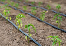 Agricultura pe înțelesul tuturor – Este vară secetoasă