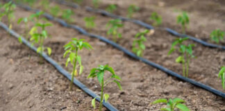 Agricultura pe înțelesul tuturor – Este vară secetoasă
