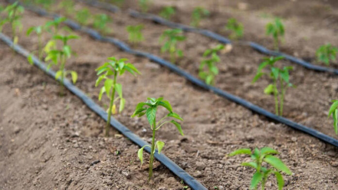 Agricultura pe înțelesul tuturor – Este vară secetoasă