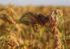 Agricultura pe înțelesul tuturor – MEIUL, regele cerealelor, marginalizat pe nedrept