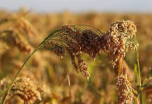 Agricultura pe înțelesul tuturor – MEIUL, regele cerealelor, marginalizat pe nedrept