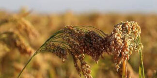 Agricultura pe înțelesul tuturor – MEIUL, regele cerealelor, marginalizat pe nedrept