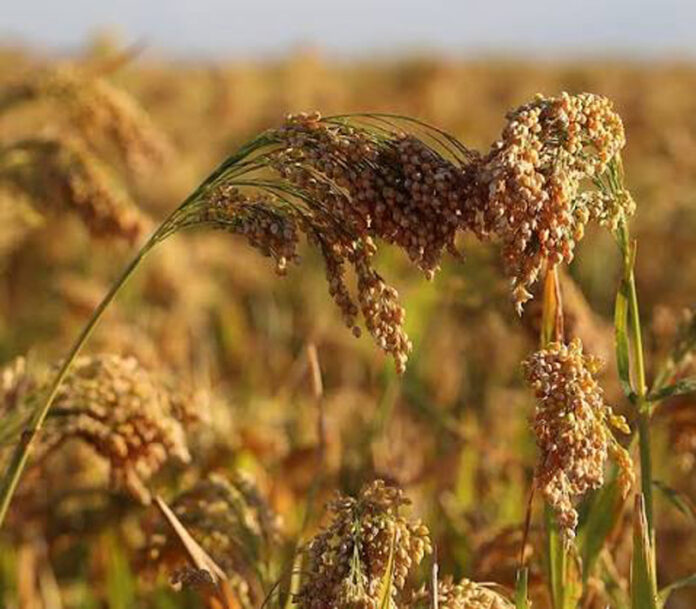 Agricultura pe înțelesul tuturor – MEIUL, regele cerealelor, marginalizat pe nedrept