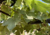 Agricultura pe înțelesul tuturor – Dăunătorii viţei-de-vie – (1)