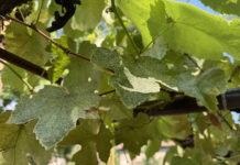Agricultura pe înțelesul tuturor – Dăunătorii viţei-de-vie – (1)