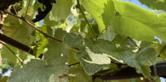 Agricultura pe înțelesul tuturor – Dăunătorii viţei-de-vie – (1)