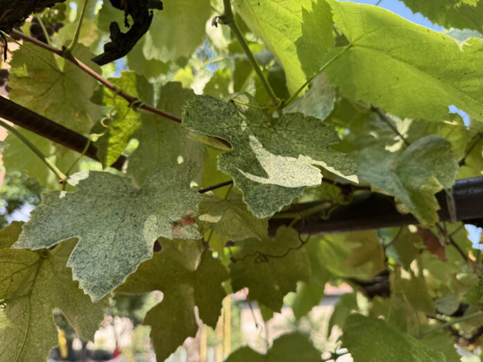 Agricultura pe înțelesul tuturor – Dăunătorii viţei-de-vie – (1)