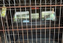 Urdari: Câine otrăvit, dus de SPAP la clinică în stare gravă
