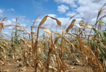 Agricultura pe înțelesul tuturor – Este vară secetoasă