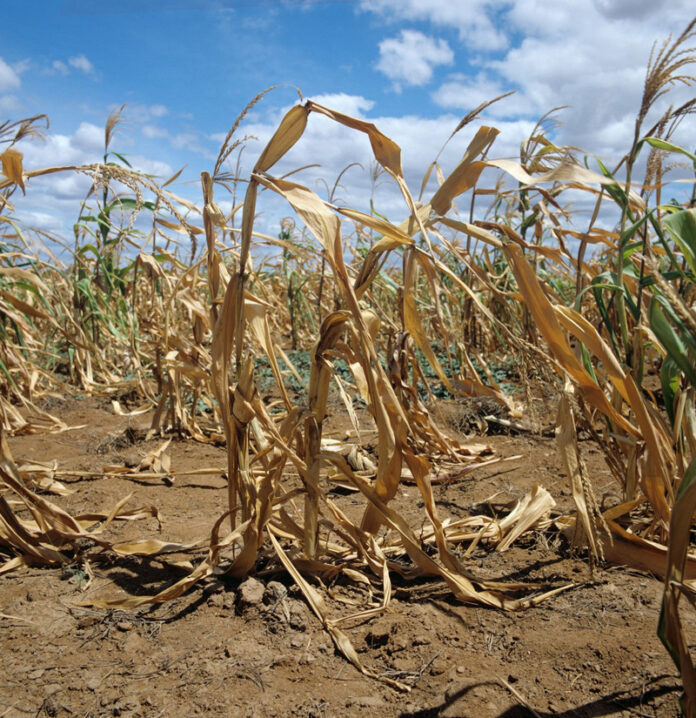 Agricultura pe înțelesul tuturor – Este vară secetoasă