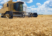 Agricultura pe înțelesul tuturor – Calendarul lucrărilor agricole în luna iulie
