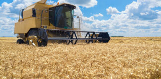 Agricultura pe înțelesul tuturor – Calendarul lucrărilor agricole în luna iulie
