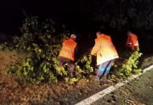 Lucrătorii de la Drumuri Naționale au intervenit noaptea pe DN 67, după furtună