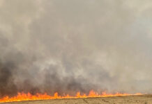VIDEO: Incendiu de vegetație de amploare în Câmpu Mare. Circulația rutieră a fost oprită