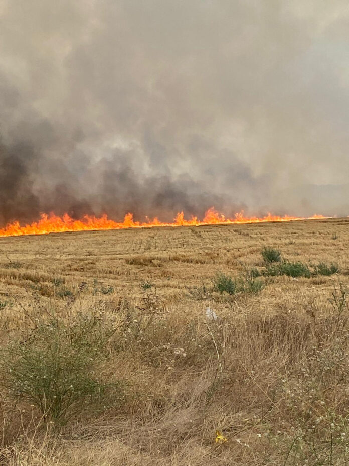 VIDEO: Incendiu de vegetație de amploare în Câmpu Mare. Circulația rutieră a fost oprită
