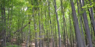 Peste 28.000 de hectare de pădure din Gorj, sub protecție strictă. Ce solicită autoritățile județene