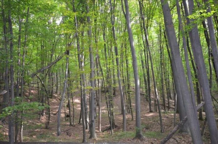 Peste 28.000 de hectare de pădure din Gorj, sub protecție strictă. Ce solicită autoritățile județene