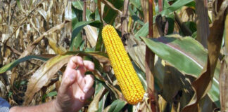Agricultura pe înțelesul tuturor – Recoltarea corectă a porumbului