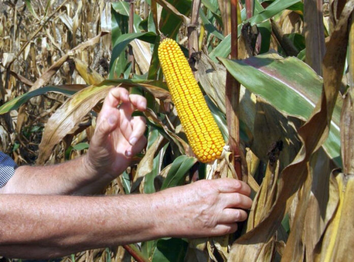 Agricultura pe înțelesul tuturor – Recoltarea corectă a porumbului