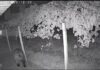 VIDEO Urs într-o curte din comuna Stănești