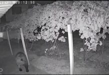 VIDEO Urs într-o curte din comuna Stănești