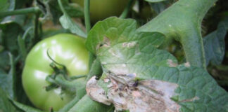 Agricultura pe înțelesul tuturor – Tuta absoluta, cel mai periculos dușman al legumicultorilor