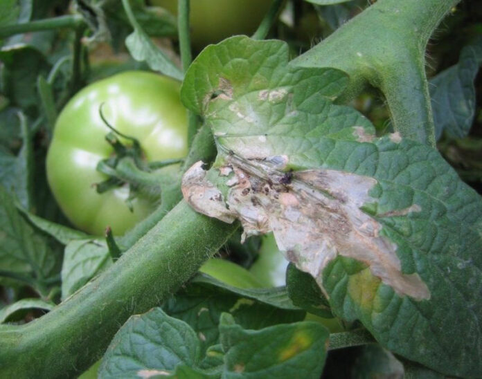 Agricultura pe înțelesul tuturor – Tuta absoluta, cel mai periculos dușman al legumicultorilor
