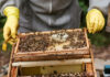 Agricultura pe înțelesul tuturor – APICULTURA, între lege și fărădelege (1)