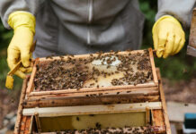 Agricultura pe înțelesul tuturor – APICULTURA, între lege și fărădelege (1)