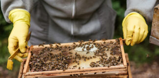 Agricultura pe înțelesul tuturor – APICULTURA, între lege și fărădelege (1)