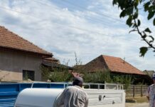 Comuna Borăscu: Campanie de sterilizare gratuită a câinilor cu stăpân