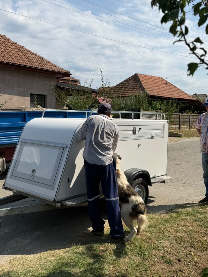 Comuna Borăscu: Campanie de sterilizare gratuită a câinilor cu stăpân