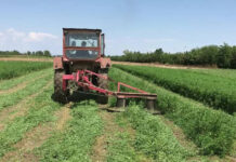 Agricultura pe înțelesul tuturor – În curând trebuie înființate noile culturi furajere perene