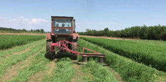 Agricultura pe înțelesul tuturor – În curând trebuie înființate noile culturi furajere perene