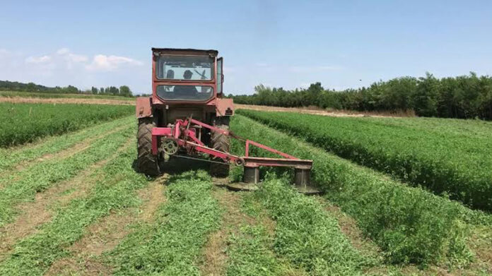 Agricultura pe înțelesul tuturor – În curând trebuie înființate noile culturi furajere perene