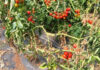 Agricultura pe înțelesul tuturor – Bolile tomatelor