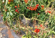 Agricultura pe înțelesul tuturor – Bolile tomatelor