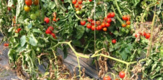 Agricultura pe înțelesul tuturor – Bolile tomatelor