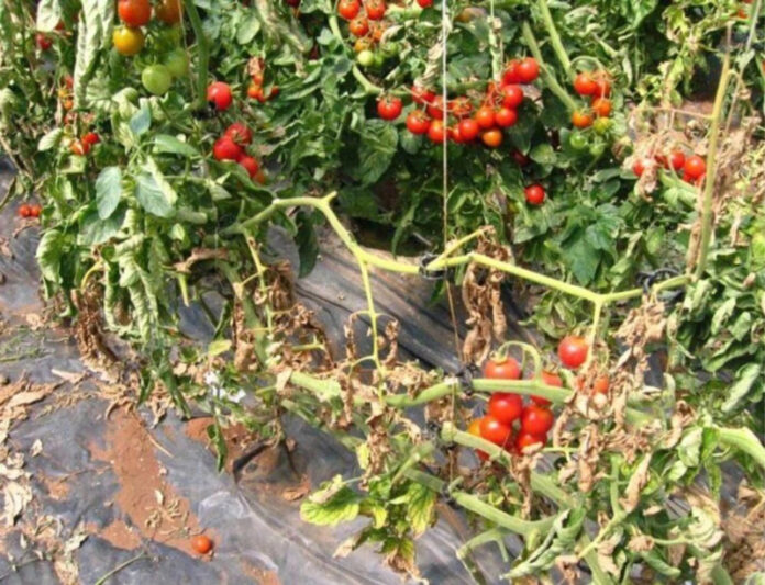 Agricultura pe înțelesul tuturor – Bolile tomatelor