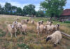 Gorjul, în centrul crizei sanitare care blochează exporturile de ovine și caprine